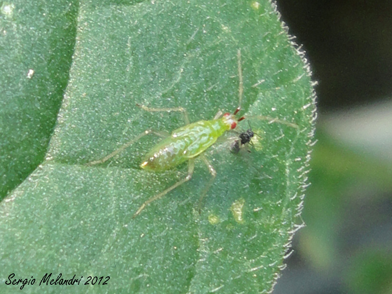 Miridae: Dicyphus errans e juv. della Romagna (RA)